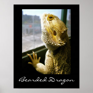 Barteter Drache im Fensterposter Poster