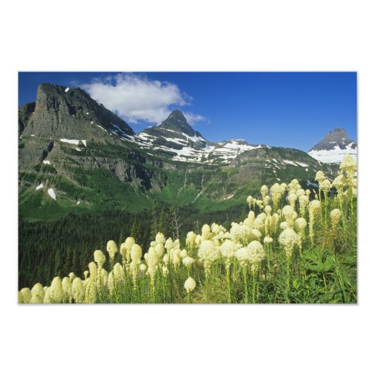 Bartgrass bei Logan Pass, Gacier National Fotodruck (Vorne)