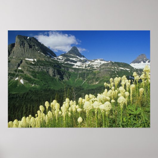 Bartgrass bei Logan Pass, Gacier National Poster (Vorne)