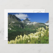 Bartgrass bei Logan Pass, Gacier National Postkarte (Vorne/Hinten)