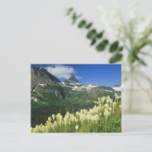 Bartgrass bei Logan Pass, Gacier National Postkarte (Stehend Vorderseite)