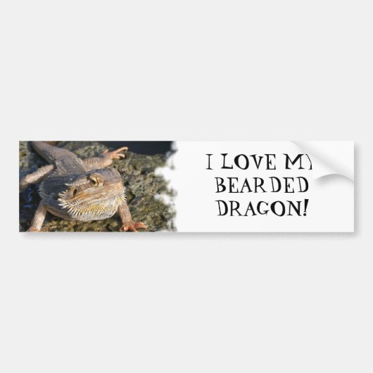 Bärtige Drache-Reihe Autoaufkleber (Vorne)