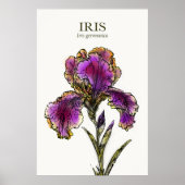 Bärtige Iris Botanischer Kunstdruck Poster (Vorne)