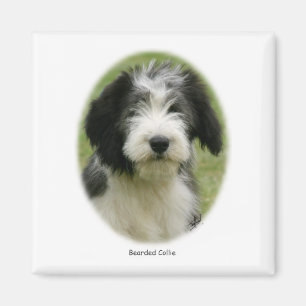 Bärtiger Collie 9Y049D-018 Magnet