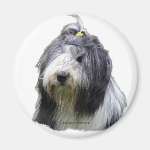 bärtiger Collie Magnet
