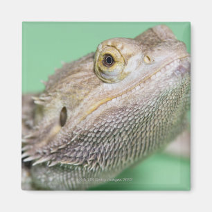 Bärtiger Drache 2 Magnet