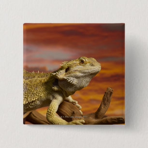 Bärtiger Drache (Pogona Vitticeps) auf Button