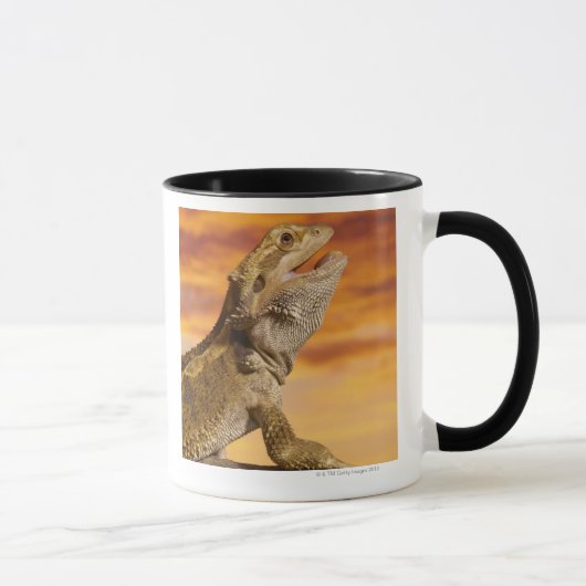 Bärtiger Drache (Pogona Vitticeps) auf Felsen, Tasse (Rechts)