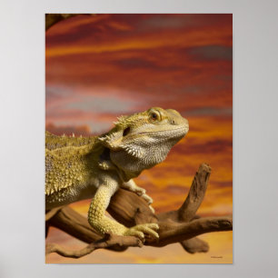 Bärtiger Drache (Pogona Vitticeps) auf Poster