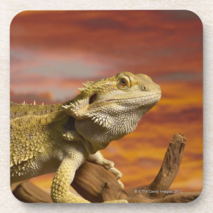 Bärtiger Drache (Pogona Vitticeps) auf Untersetzer