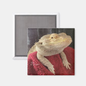 Bärtiger Drache Schwarz und Rot Kariert Magnet (Vorderseite/Rückseite)