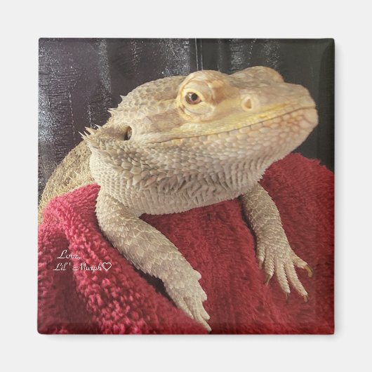 Bärtiger Drache Schwarz und Rot Kariert Magnet (Vorne)