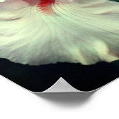 Bartirisblüte in Pfirsich Poster (Ecke)