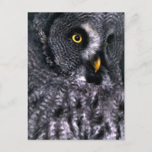 Bartkauz Postkarte