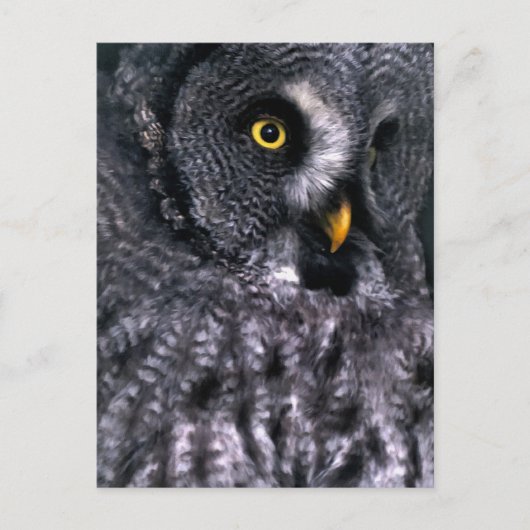 Bartkauz Postkarte (Vorderseite)