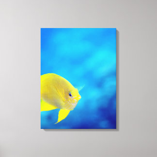 Bartlett-Anthias Leinwanddruck