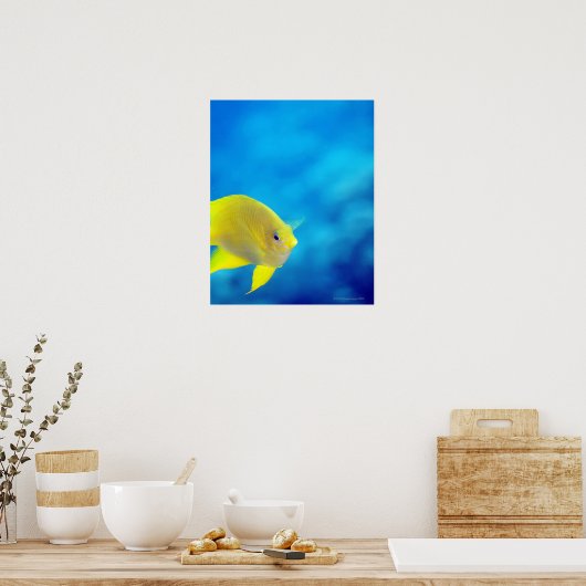 Bartlett-Anthias Poster (Küche)