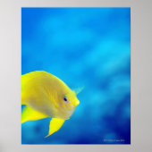 Bartlett-Anthias Poster (Vorne)