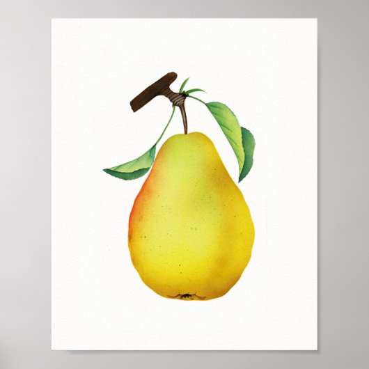 Bartlett Juicy Pear Frucht Küche Poster (Vorne)