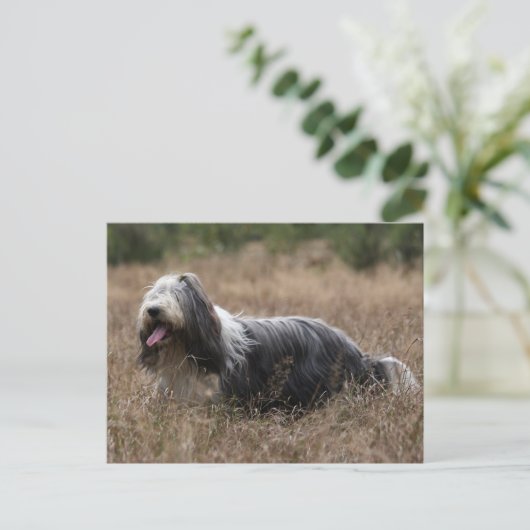 Bartollie Postkarte (Stehend Vorderseite)