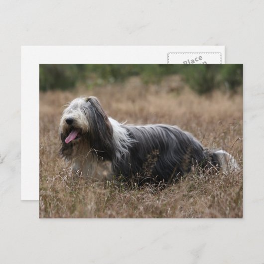 Bartollie Postkarte (Vorne/Hinten)