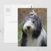 Bartollie Postkarte (Vorne/Hinten)