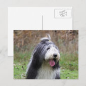 Bartollie Postkarte (Vorne/Hinten)