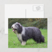 Bartollie Postkarte (Vorne/Hinten)