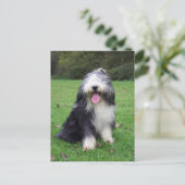 Bartollie Postkarte (Stehend Vorderseite)