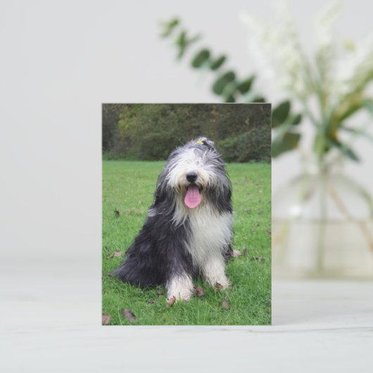 Bartollie Postkarte (Stehend Vorderseite)