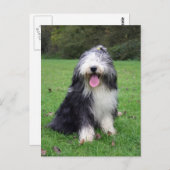 Bartollie Postkarte (Vorne/Hinten)