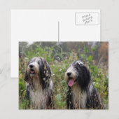 Bartollie Postkarte (Vorne/Hinten)