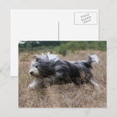 Bartollie Postkarte (Vorne/Hinten)