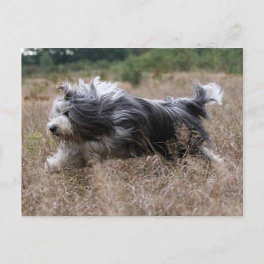 Bartollie Postkarte (Vorderseite)