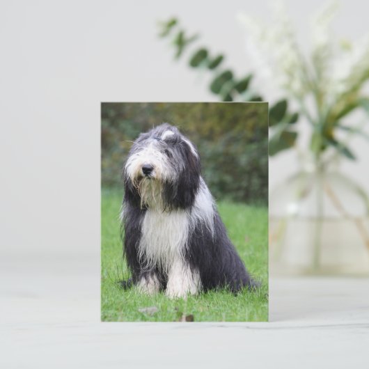 Bartollie Postkarte (Stehend Vorderseite)