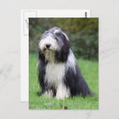 Bartollie Postkarte (Vorne/Hinten)