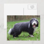 Bartollie Postkarte (Vorne/Hinten)