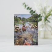 Barton Creek Dog Paparazzi - Austin Texas Postkarte (Stehend Vorderseite)