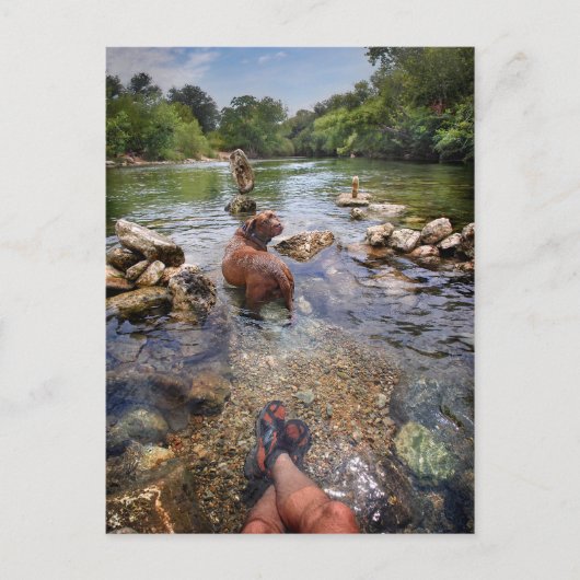 Barton Creek Dog Paparazzi - Austin Texas Postkarte (Vorderseite)
