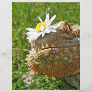 Bartondrache