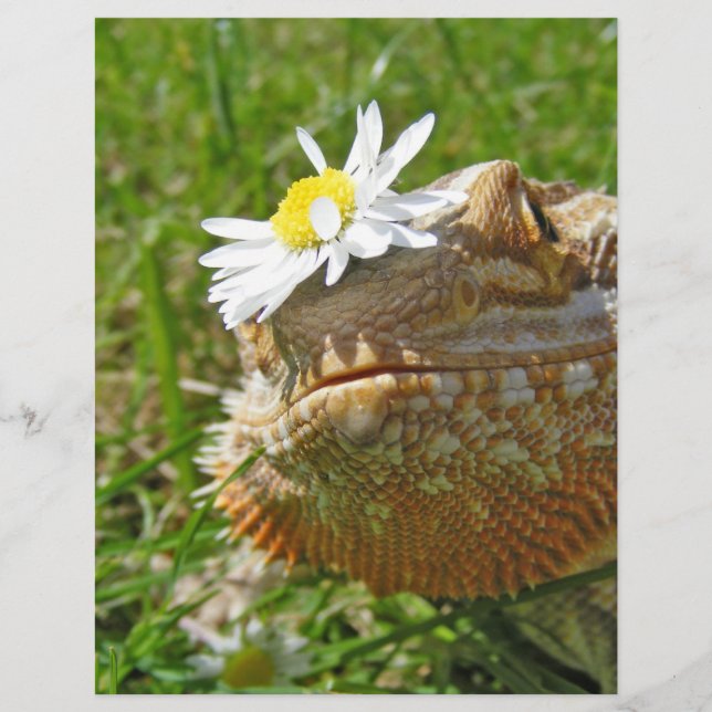 Bartondrache (Vorderseite)