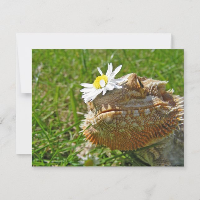 Bartondrache (Vorderseite)