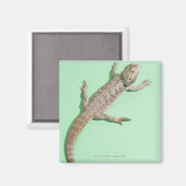 Bartondrache Magnet (Vorderseite/Rückseite)