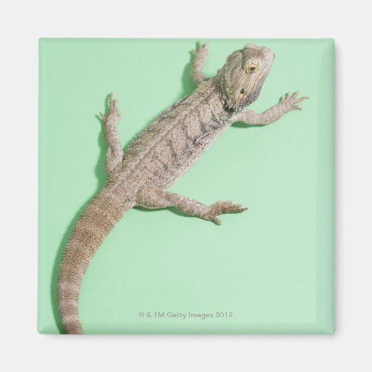 Bartondrache Magnet (Vorne)