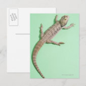 Bartondrache Postkarte (Vorne/Hinten)