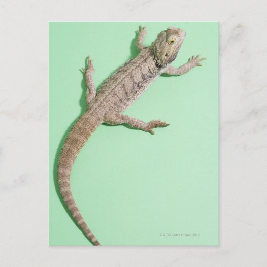 Bartondrache Postkarte (Vorderseite)