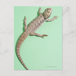 Bartondrache Postkarte