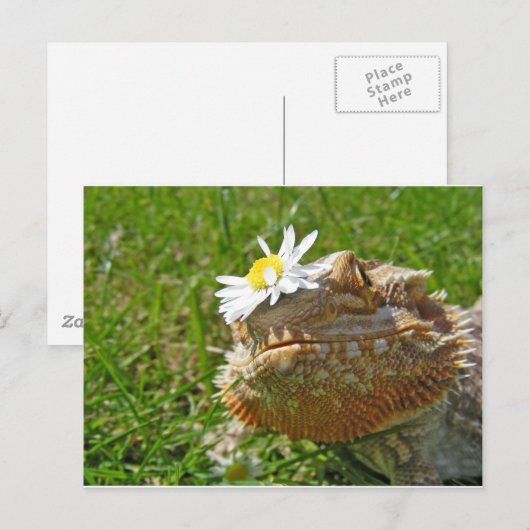 Bartondrache Postkarte (Vorne/Hinten)