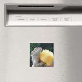 Bartone und Gelbe Rose Magnet (In Situ (Geschirrspüler))