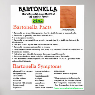 Bartonella Information Factsheet Poster